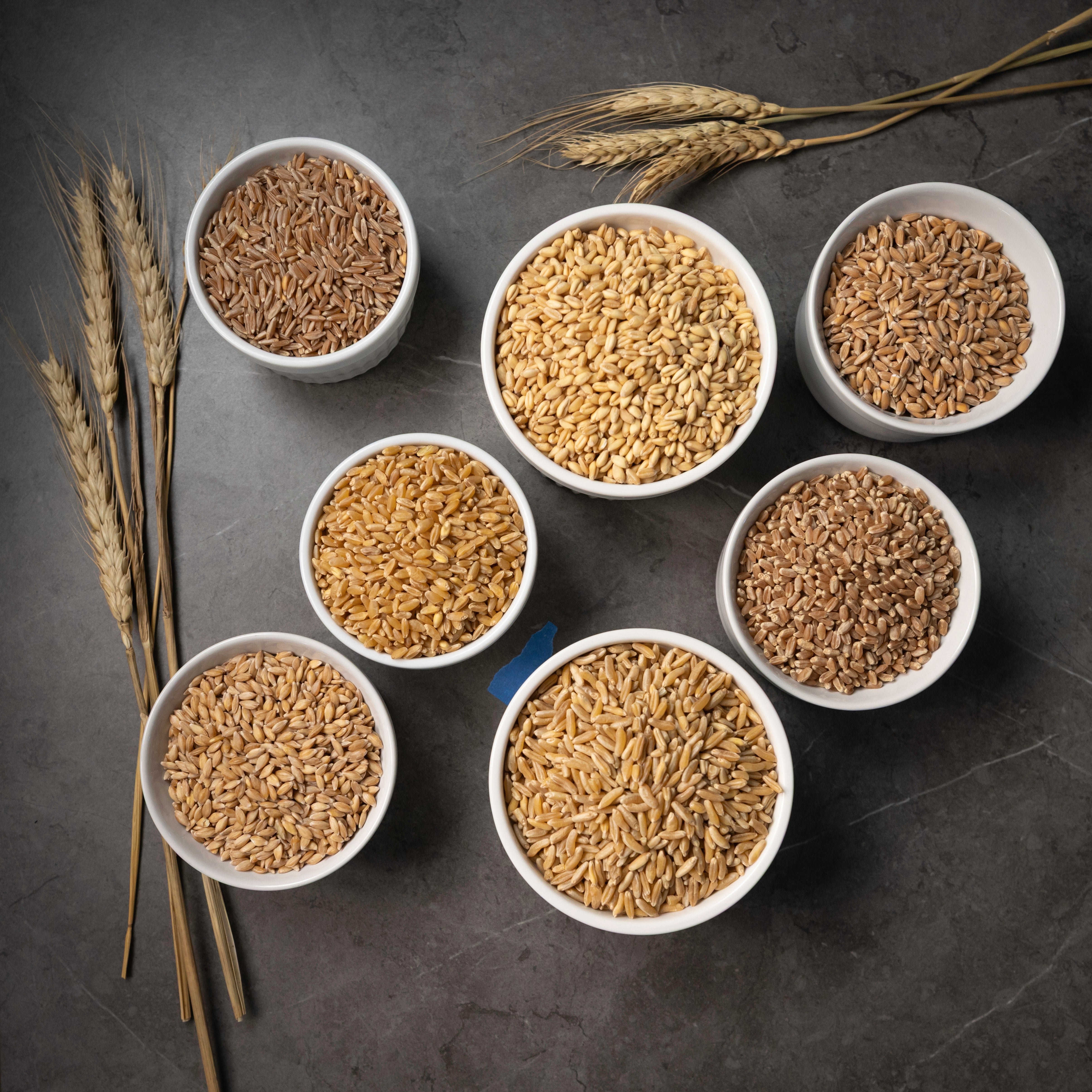 Different varieties of wheat grains in small white bowls on a dark surface with wheat stalks.